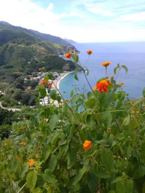 Chichirivichi